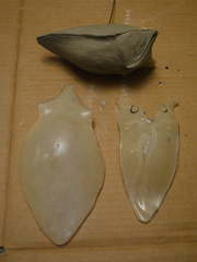6. Here are the two pattern pieces and the clay model. I will keep the clay model for reference.